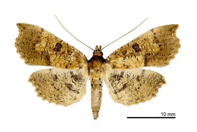 黑紋蠟野螟蛾 Ceratarcha umbrosa 雌蟲
