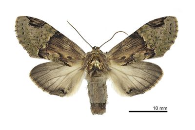 木舟蛾 Chadisra bipartita 雌蟲