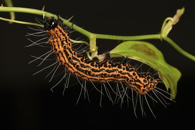 大白斑虎蛾 Chelonomorpha formosana formosana