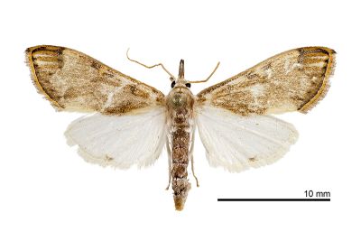 暗褐黃緣禾螟蛾 Cirrhochrista fuscusa 雌蟲