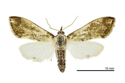 暗褐黃緣禾螟蛾 Cirrhochrista fuscusa 雄蟲