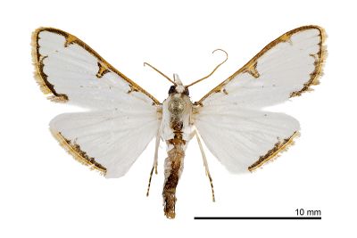 單棘黃緣禾螟蛾 Cirrhochrista spinuella