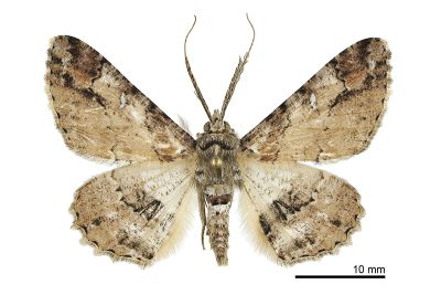 黑腰鋸尺蛾 Cleora fraterna 雄蟲