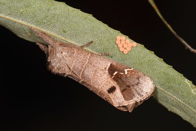 端扇舟蛾 Clostera anachoreta 雌蟲