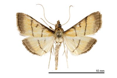 瘤野螟蛾 Cnaphalocrocis medinalis 雌蟲
