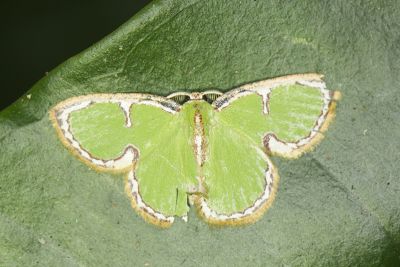 憶亞四目綠尺蛾 Comostola cedilla 雄蟲