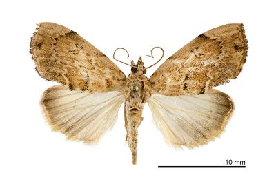 斑菜心毛螟蛾 Crocidolomia subhirsutalis 雌蟲
