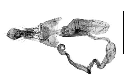 泰雅斜首展足蛾 Cuprina atayalica 雌蟲