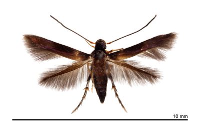 泰雅斜首展足蛾 Cuprina atayalica