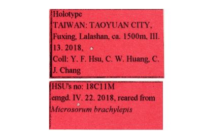 泰雅斜首展足蛾 Cuprina atayalica