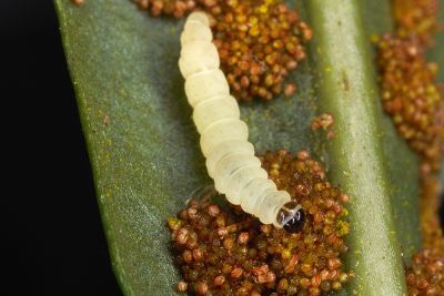 泰雅斜首展足蛾 Cuprina atayalica