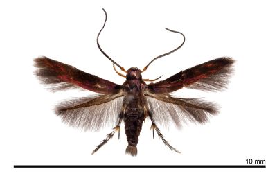 泰雅斜首展足蛾 Cuprina atayalica