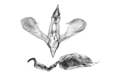 泰雅斜首展足蛾 Cuprina atayalica 雄蟲