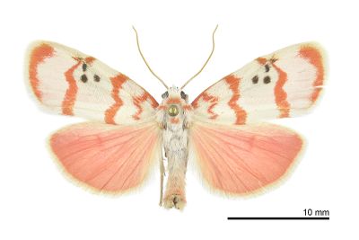 普雪苔蛾 Cyana propinqua 雄蟲