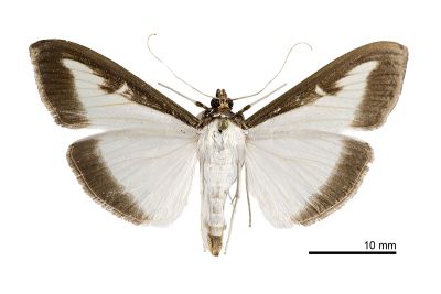 黃楊絹絲野螟蛾 Cydalima perspectalis 雄蟲