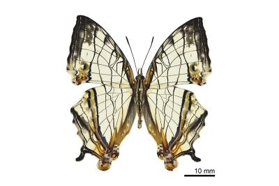 網絲蛺蝶 Cyrestis thyodamas formosana 雄蟲
