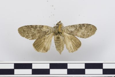 接麗毒蛾 Calliteara saitonis 雌蟲