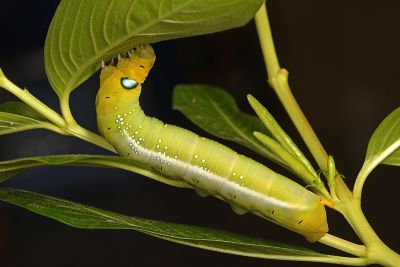 粉綠白腰天蛾 Daphnis nerii