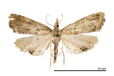 裂緣斑緣螟蛾 Diplopseustis perieresalis 雌蟲