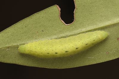 臺灣尾蜆蝶 Dodona formosana