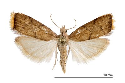 褐米螟蛾 Doloessa ochrociliella 雌蟲