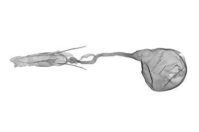 褐米螟蛾 Doloessa ochrociliella 雌蟲