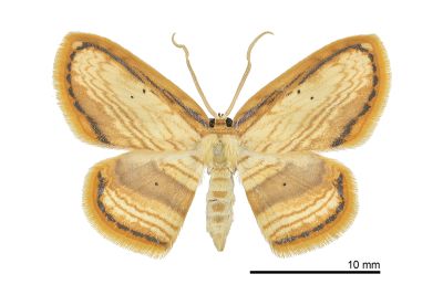 細紋黃鉤蛾 Drapetodes mitaria 雄蟲