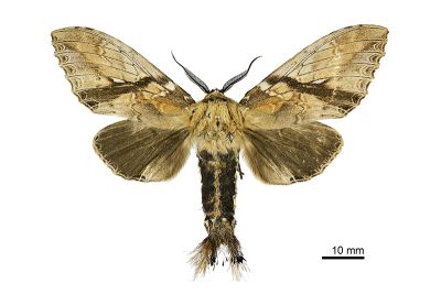 著蕊尾舟蛾 Dudusa nobilis 雄蟲