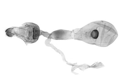 尖耳蟠尺蛾 Eilicrinia nuptaria 雌蟲