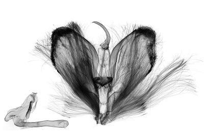尖耳蟠尺蛾 Eilicrinia nuptaria 雄蟲