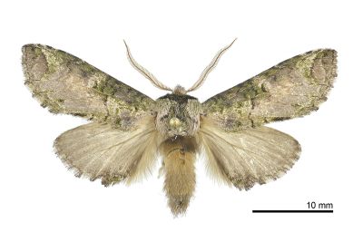 卵斑娓舟蛾 Ellida arcuata 雄蟲