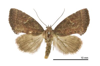 淡紅鹿夜蛾 Elusa ustula 雌蟲
