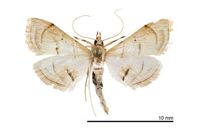 淡色錐額野螟蛾 Emphylica diaphana 雌蟲