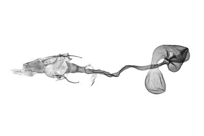 淡色錐額野螟蛾 Emphylica diaphana 雌蟲
