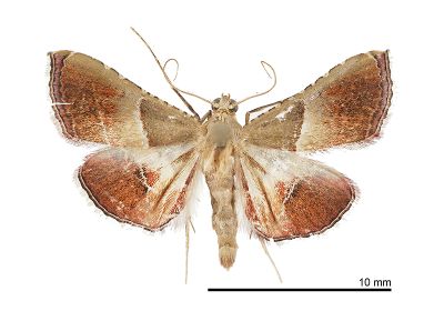 併脈歧角螟蛾 Endotricha consocia 雄蟲