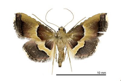 Endotricha luteogrisalis 雌蟲