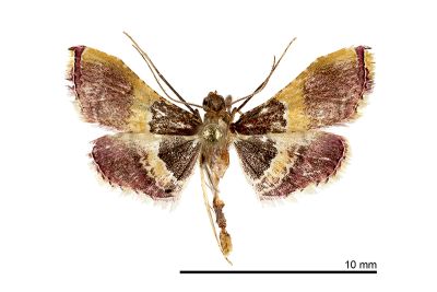 黃帶歧角螟蛾 Endotricha mesenterialis 雄蟲
