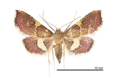 後黃帶歧角螟蛾 Endotricha metacuralis 雌蟲
