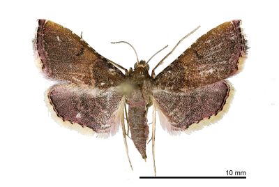 欖綠歧角螟蛾 Endotricha olivacealis 雌蟲