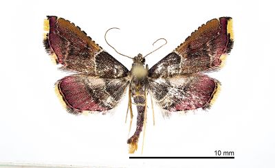 尖突歧角螟蛾 Endotricha similata 雄蟲