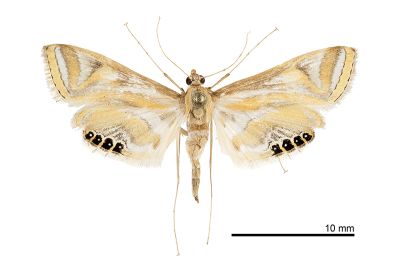 連斑水螟蛾 Eoophyla conjunctalis 雌蟲