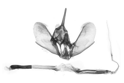 臺灣秋白尺蛾 Epirrita faenaria 雄蟲