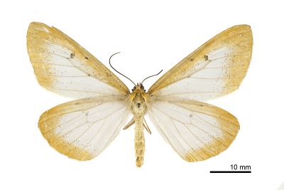 撒旦豹紋尺蛾 Epobeidia lucifera extranigricans 雌蟲