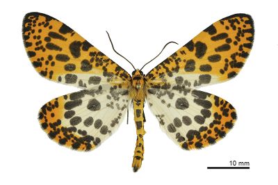 大斑豹紋尺蛾 Epobeidia tigrata maxima 雄蟲