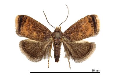 山茶艾普斯汀刺蛾 Epsteinius translucidus 雌蟲