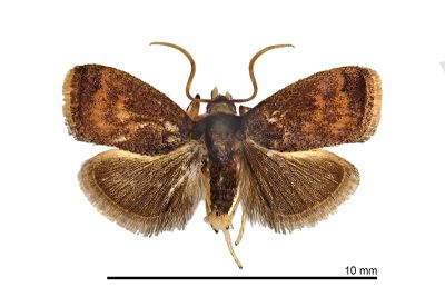 山茶艾普斯汀刺蛾 Epsteinius translucidus 雄蟲