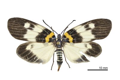 狹翅山龍眼螢斑蛾 Erasmiphlebohecta picturata 雌蟲