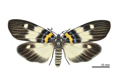 狹翅山龍眼螢斑蛾 Erasmiphlebohecta picturata 雄蟲