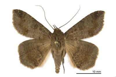 後角南裳蛾 Ericeia elongata 雄蟲