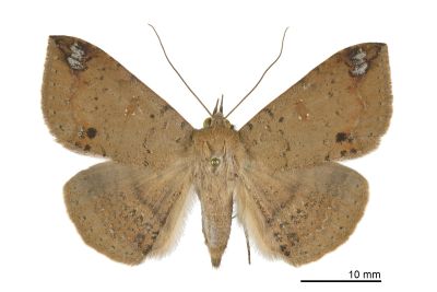 後角南裳蛾 Ericeia elongata 雌蟲